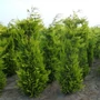 Kép 3/3 - Chamaecyparis lawsoniana 'Yvonne' / Arany lombú oregoni hamisciprus (földlabdás)