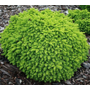 Kép 2/2 - Picea abies 'Nidiformis' / Törpe fészekluc