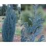 Kép 2/2 - Chamaecyparis lawsoniana 'Pelt's Blue' / Kék hamisciprus (földlabdás)