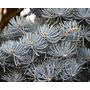 Kép 2/2 - Abies concolor 'Silver Blue' / Kolorádói jegenyefenyő