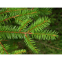 Kép 2/2 - Picea abies / Lucfenyő