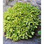 Kép 2/3 - Aucuba japonica 'Crotonifolia' / Japán babérsom