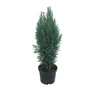 Kép 2/2 - Chamaecyparis lawsoniana 'Pelt's Blue' / Kék hamisciprus (földlabdás)