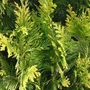 Kép 2/3 - Chamaecyparis lawsoniana 'Yvonne' / Arany lombú oregoni hamisciprus (földlabdás)