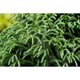 Kép 3/3 - Cryptomeria japonica 'Globosa nana' / Törpe gömb japáncédrus