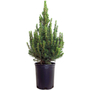 Kép 1/2 - Picea glauca 'Conica' / Cukorsüvegfenyő