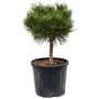 Kép 1/2 - Pinus nigra 'Brepo' / Feketefenyő törpe gömb
