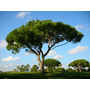 Kép 3/3 - Pinus pinea / Mandulafenyő