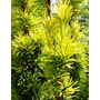 Kép 3/3 - Taxus baccata 'Fastigiata Aurea' / Arany oszlopos tiszafa (földlabdás)