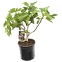 Kép 2/2 - Ficus carica 'Szentesi' / Termő füge bokor