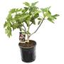 Kép 1/2 - Ficus carica 'Szentesi' / Füge