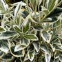 Kép 2/2 - Euonymus japonicus 'Bravo' / Japán kecskerágó (1/4 törzses)