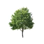 Kép 2/2 - Fraxinus ornus / Virágos kőris