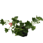 Kép 1/2 - Pelargonium peltatum / Futó muskátli