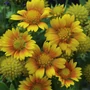 Kép 2/2 - Gaillardia aristata 'Arizona Apricot' / Sárga virágszínű évelő kokárdavirág