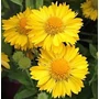 Kép 2/3 - Gaillardia aristata ‘Mesa Yellow’ / Sárga virágszínű évelő kokárdavirág