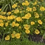 Kép 3/3 - Gaillardia aristata ‘Mesa Yellow’ / Sárga virágszínű évelő kokárdavirág