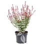 Kép 1/2 - Gaura lindheimeri 'Baby Butterfly Dark Pink' / Évelő díszgyertya