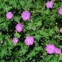 Kép 1/2 - Geranium sanguineum / Piros gólyaorr