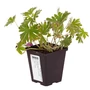 Kép 2/2 - Geranium sanguineum / Piros gólyaorr
