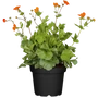 Kép 2/2 - Geum coccineum / Skarlátvörös gyömbérgyökér