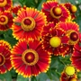 Kép 2/2 - Helenium autumnale 'Hayday Red Bicolor' / Őszi napfényvirág