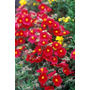 Kép 2/2 - Helianthemum hybridum 'Red Orient' / Piros virágszínű évelő napvirág