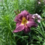 Kép 3/4 - Hemerocallis 'Tuxedo Whiskers' / Lila virágú sásliliom