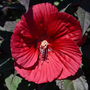 Kép 2/3 - Hibiscus moscheutos 'Midnight Marvel' / Bordó levelű piros virágú mocsári hibiszkusz
