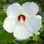 Kép 2/2 - Hibiscus moscheutos 'Luna White' / Fehér színű mocsári hibiszkusz