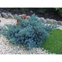 Kép 3/3 - Juniperus squamata 'Blue Star' / Kék terülő himalájai boróka