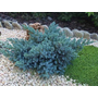 Kép 2/2 - Juniperus squamata 'Blue Star' / Kék terülő himalájai boróka