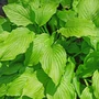 Kép 1/3 - Hosta 'Honeybells' / Árnyékliliom