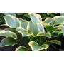 Kép 2/2 - Hosta 'Queen Josephine' / Árnyékliliom