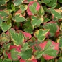 Kép 2/2 - Houttuynia cordata 'Chamaleon' / Kaméleonlevél