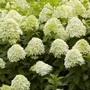 Kép 1/2 - Hydrangea paniculata 'Limelight' / Bugás hortenzia
