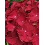 Kép 2/2 - Hydrangea macrophylla 'Red Baron' / Piros virágú kerti hortenzia 