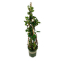 Kép 1/3 - Hydrangea petiolaris / Kúszó hortenzia