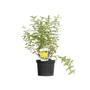 Kép 1/3 - Hypericum x 'Hidcote' \ Cserjés orbáncfű