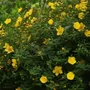 Kép 3/3 - Hypericum x 'Hidcote' \ Cserjés orbáncfű
