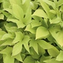 Kép 2/2 - Ipomoea batatas 'Sweet Caroline Sweetheart' / Világos levelű dísz édesburgonya