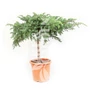 Kép 1/2 - Juniperus conferta 'Blue Pacific' / Terülő kék boróka (1/4 törzses)