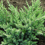 Kép 2/2 - Juniperus communis 'Schlager' / Közönséges boróka (1/4 törzses)