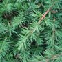 Kép 2/2 - Juniperus conferta 'Blue Pacific' / Terülő kék boróka (1/4 törzses)