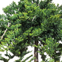 Kép 2/2 - Juniperus horizontalis 'Prince of Wales' / Terülő boróka (1/4 törzses)