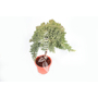 Kép 1/2 - Juniperus procumbens 'Nana' / Japán törpeboróka (1/4 törzses)