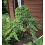 Kép 2/2 - Juniperus procumbens 'Nana' / Japán törpeboróka (1/4 törzses)