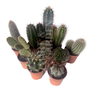 Kép 1/2 - Kaktusz mix - kicsi