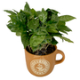 Kép 3/3 - Coffea arabica / Kávécserje kaspóban