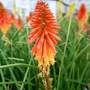 Kép 2/2 - Kniphofia hybrida 'Papaya Popsicle' / Fáklyaliliom